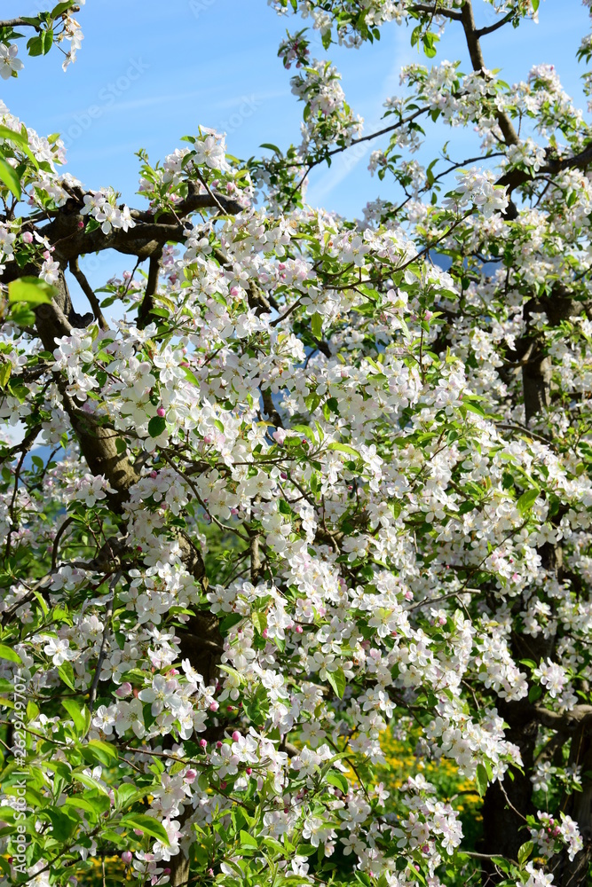 Apfelbaumblüten