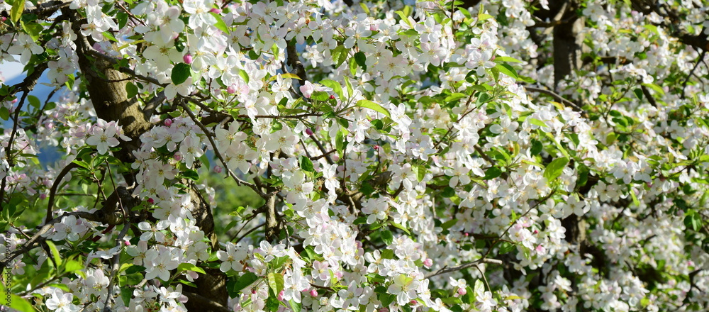 Apfelblüte - Textur und Hintergrund