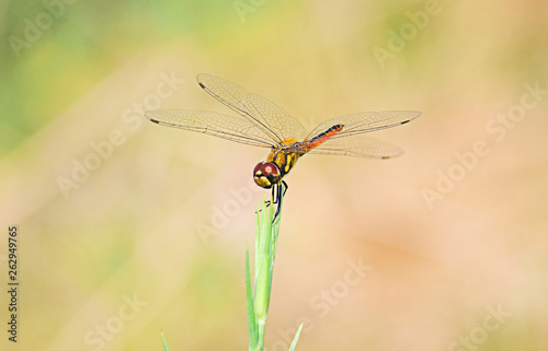 Close up detail of dragonfly. dragonfly image is wild with blur background.