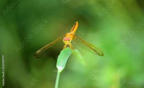 Close up detail of dragonfly. dragonfly image is wild with blur background.