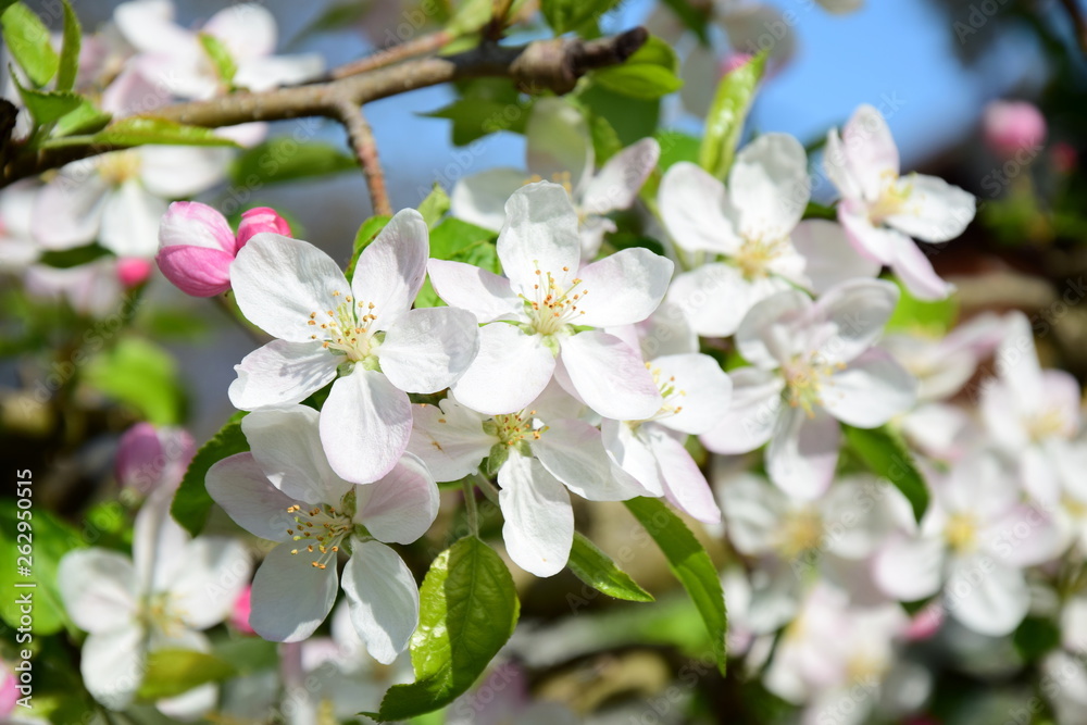 Apfelbaumblüten Apfelbaumblüten