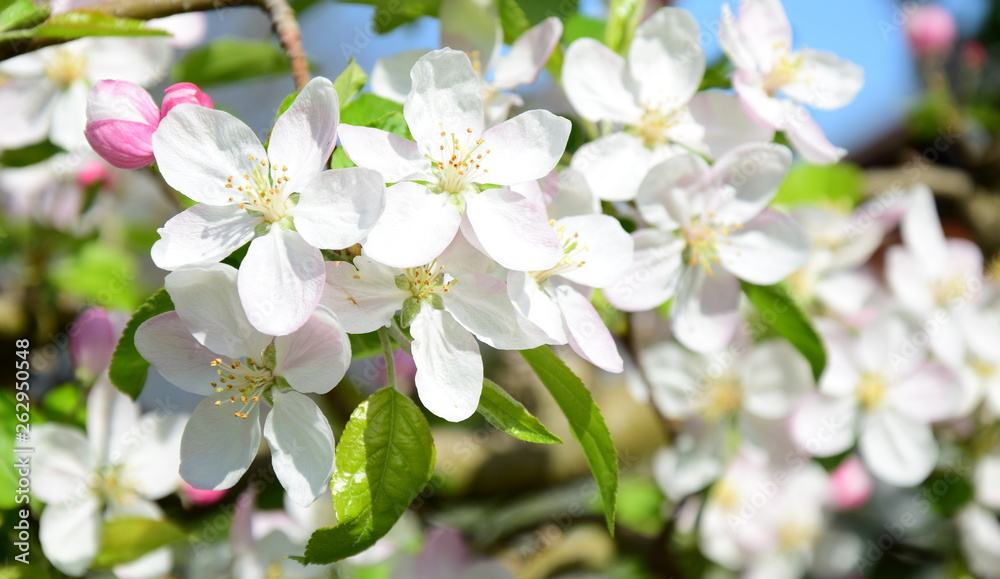Ein Blütenmeer aus Apfelblüten im Sonnenschein Ein Blütenmeer aus Apfelblüten im Sonnenschein