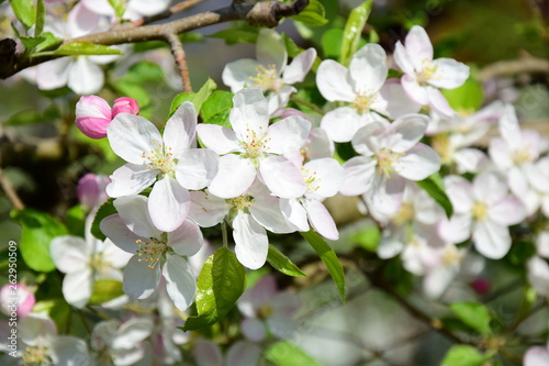 Apfelbaumblüten