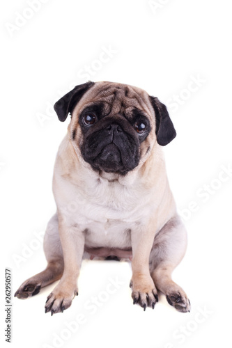 Portrait of a pug dog with big sad eyes. Isolated