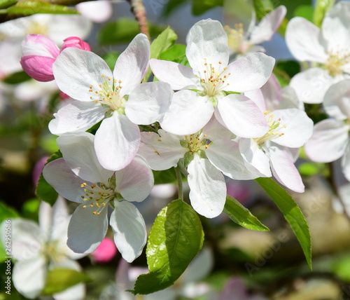 Ein Blütenmeer aus Apfelblüten im Sonnenschein