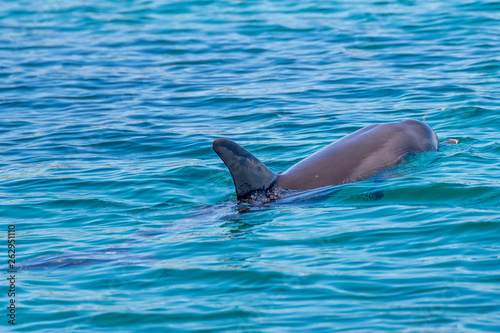 Beautiful dolphin swims in the sea of Rockingham, Western Australia