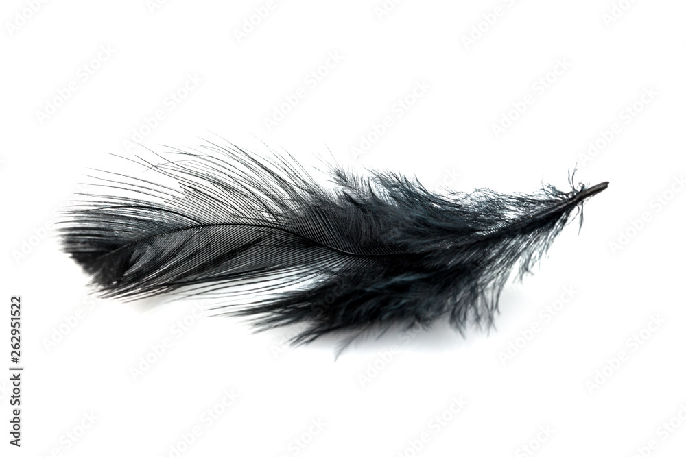 Close-up of Black feather isolated on white Close-up of Black feather isolated on white