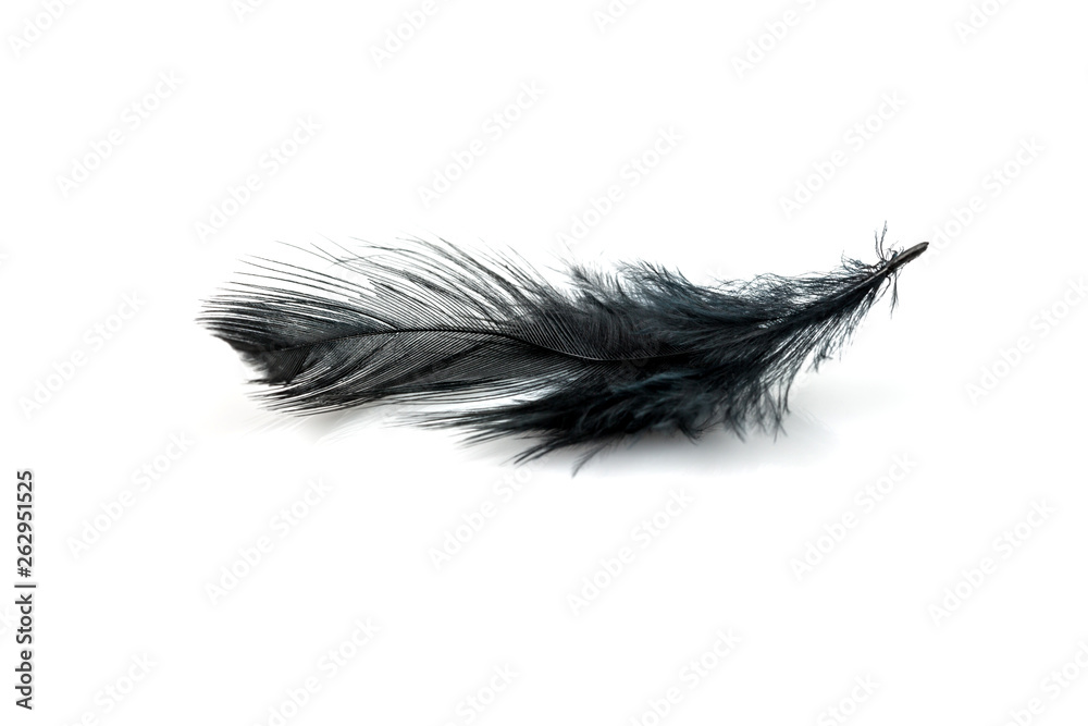 Close-up of Black feather isolated on white Close-up of Black feather isolated on white
