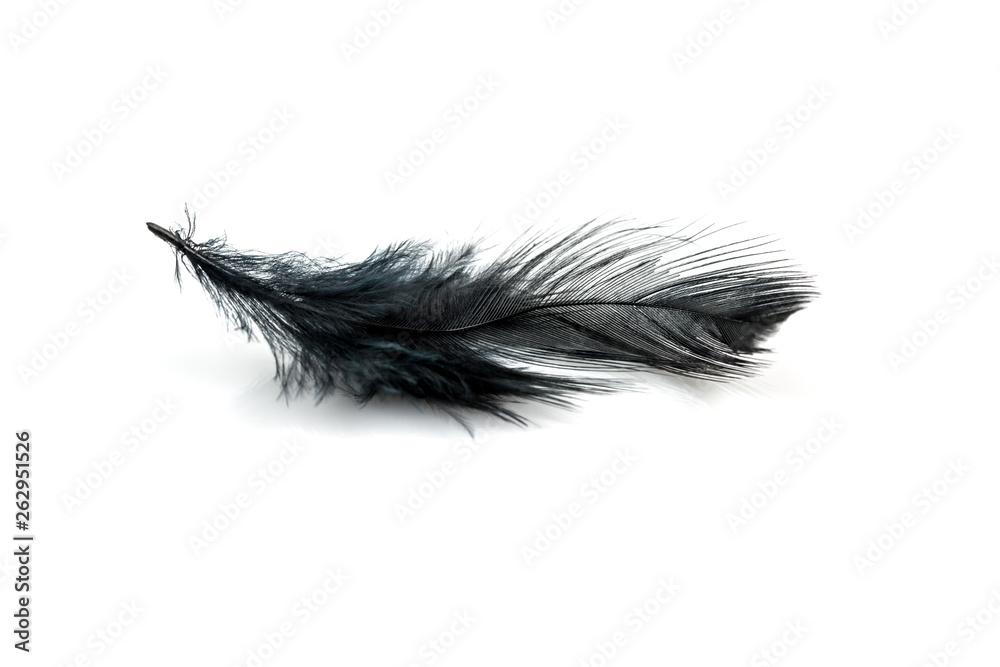 Close-up of Black feather isolated on white Close-up of Black feather isolated on white