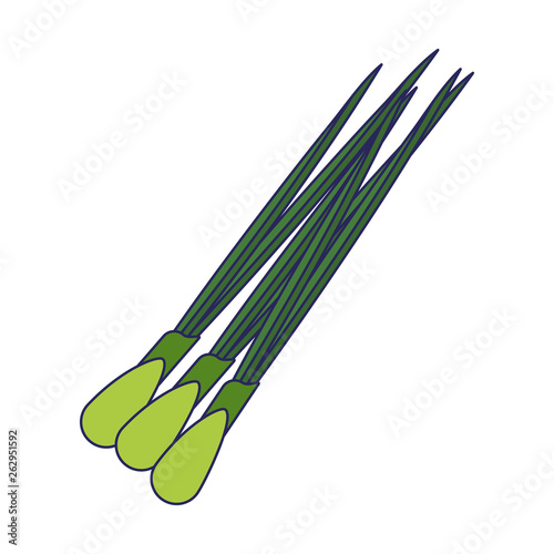 green onion vegetable