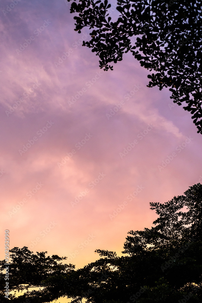 Super colorful sunset with tree silhouette Super colorful sunset with tree silhouette