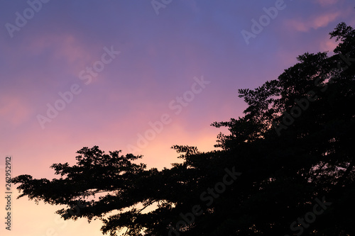 Super colorful sunset with tree silhouette