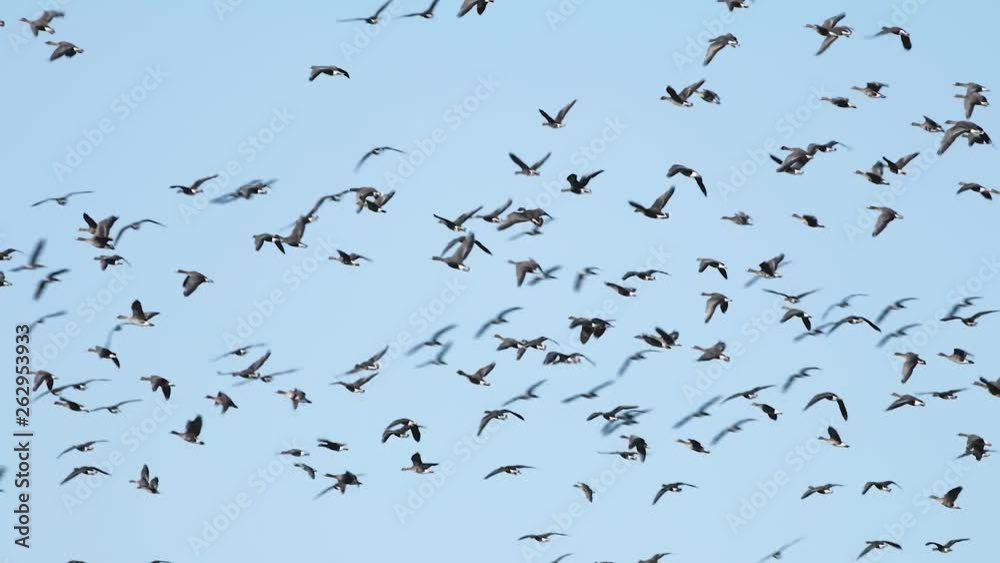 Thousands of geese flying above field and eating cereal Thousands of geese flying above field and eating cereal