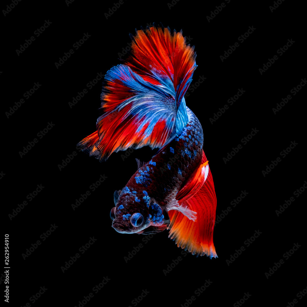 Betta fish Fight in the aquarium Betta fish Fight in the aquarium