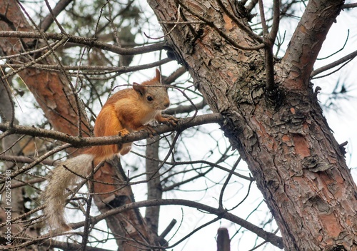 Red-haired squirrel sitting on a tree branch