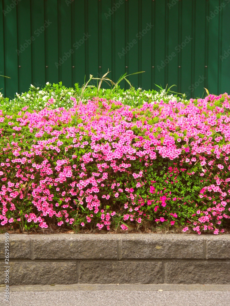 Fototapeta premium 壁と躑躅と歩道のある風景