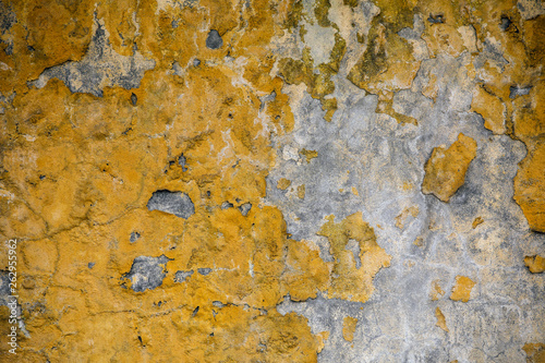 Yellow moss on a gray wall. Background wall, Moss texture.