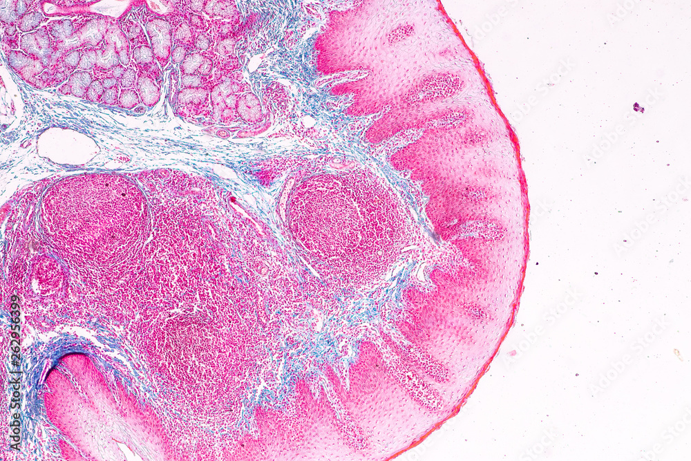 Education anatomy and physiology of Tongue under the microscopic in laboratory. Stock Photo