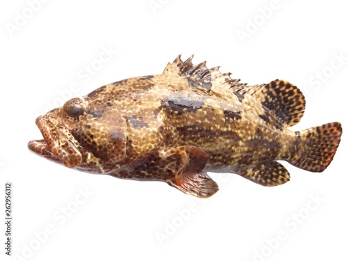 Tiger grouper fish isolated on white background photo