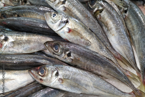 Fresh sardines closeup. Fish for sale in market.