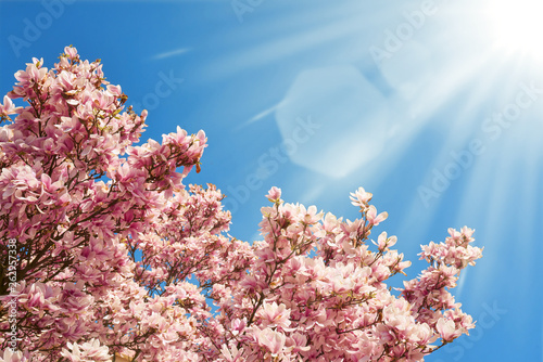 Kwitnące magnolie w pięknym słońcu