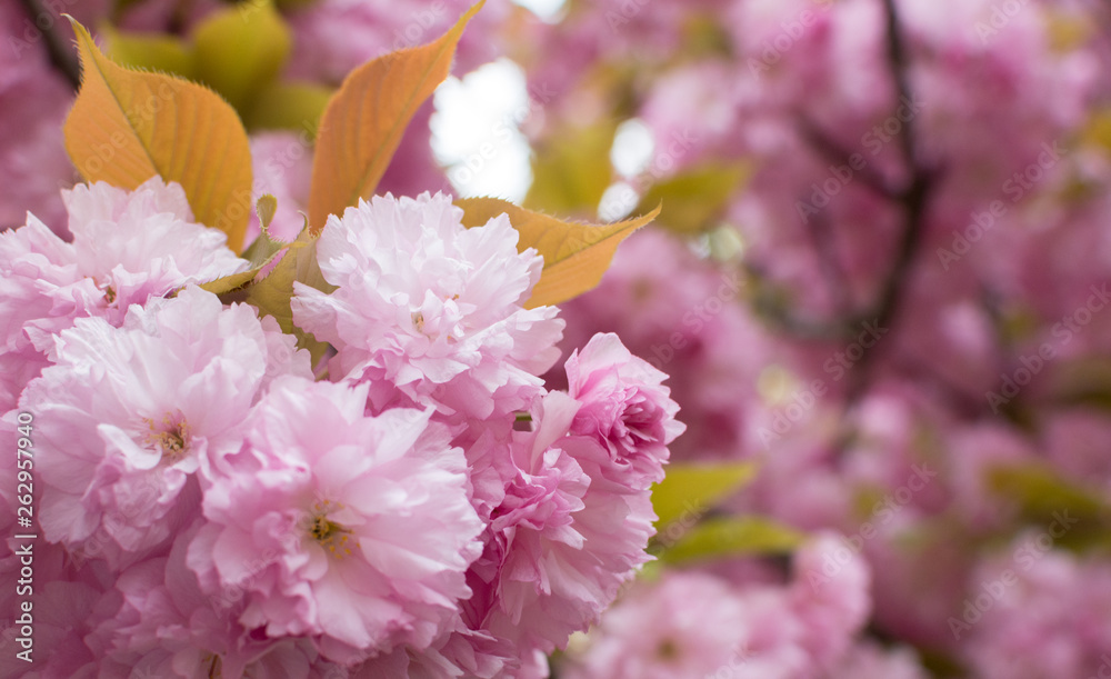 Sakura tree flowers bloomed on a blurred pink background Sakura tree flowers bloomed on a blurred pink background