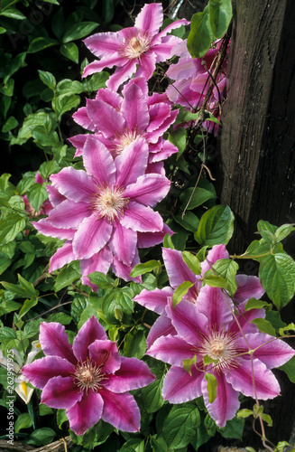 Clematite 'Nelly Moser photo