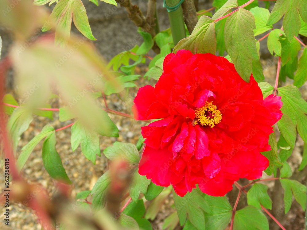 赤い牡丹の花 赤い牡丹の花
