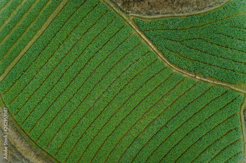 The field photo
