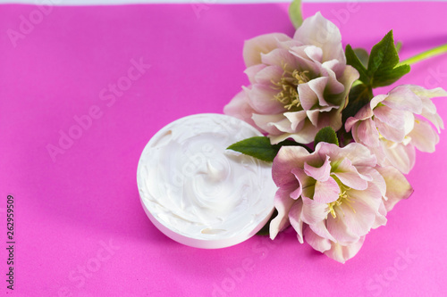  beautiful hellebore and face cream pink background.