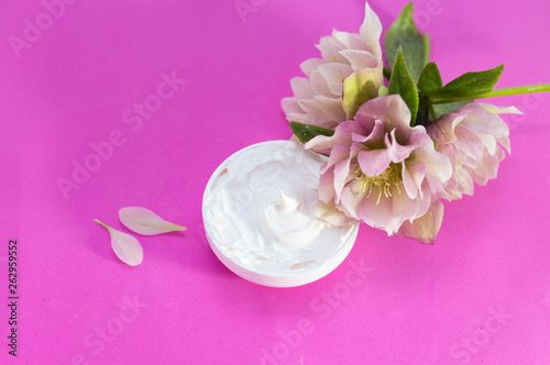  beautiful hellebore and face cream pink background.