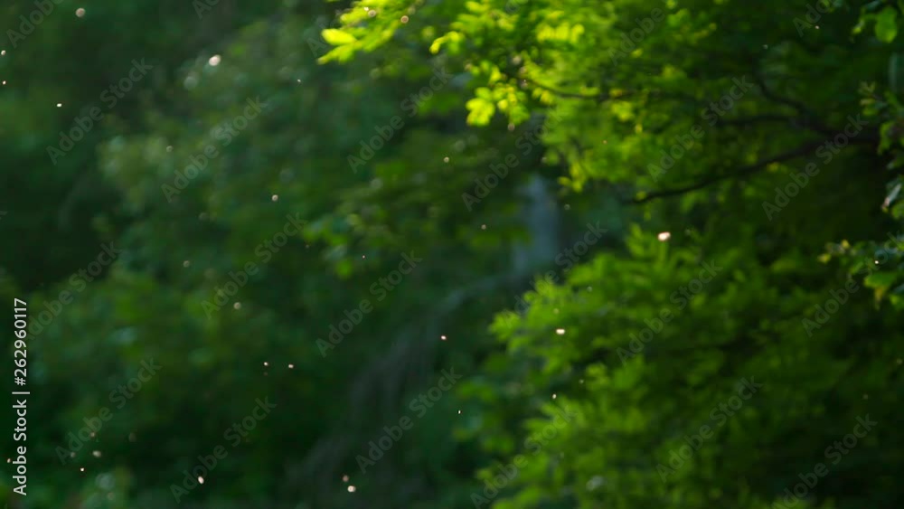 Mayflies swarming in the forest