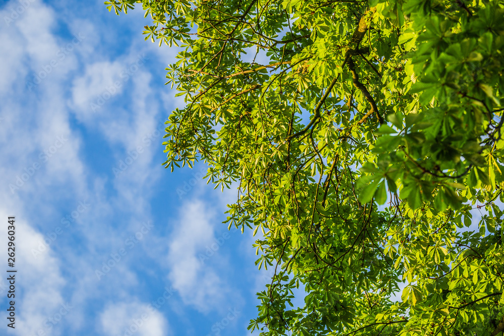 Green foliage of chestnut with sky background. Green foliage of chestnut with sky background.