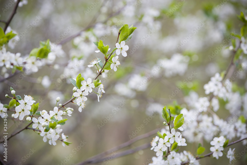 Branches of flowering sweet cherry in the spring park. White flowers on the branches of an blossoming apple tree. Spring time concept. Branches of flowering sweet cherry in the spring park. White flowers on the branches of an blossoming apple tree. Spring time concept.