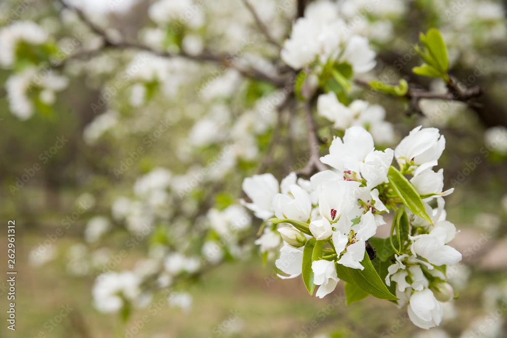 Branches of flowering sweet apple tree in the spring park. White flowers on the branches of an blossoming apple tree. Spring time concept. Branches of flowering sweet apple tree in the spring park. White flowers on the branches of an blossoming apple tree. Spring time concept.