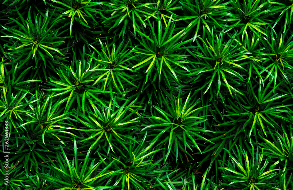 Closeup of green leaves texture background. Green leaves with beautiful pattern in jungle for organic concept. Natural plant in tropic garden. Nature background. Small green leaf in bush background.