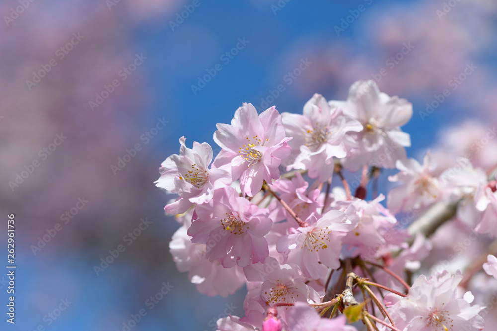 桜・サクラ・街並み・光芒・満開