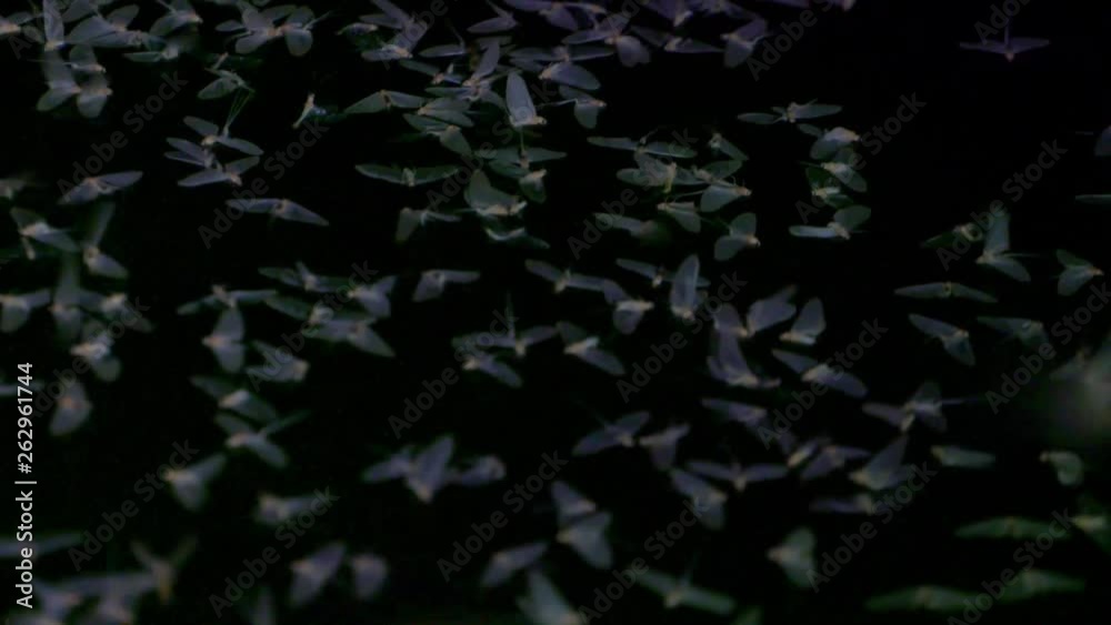 Mayflies swarming and mating surface of the water Mayflies swarming and mating surface of the water