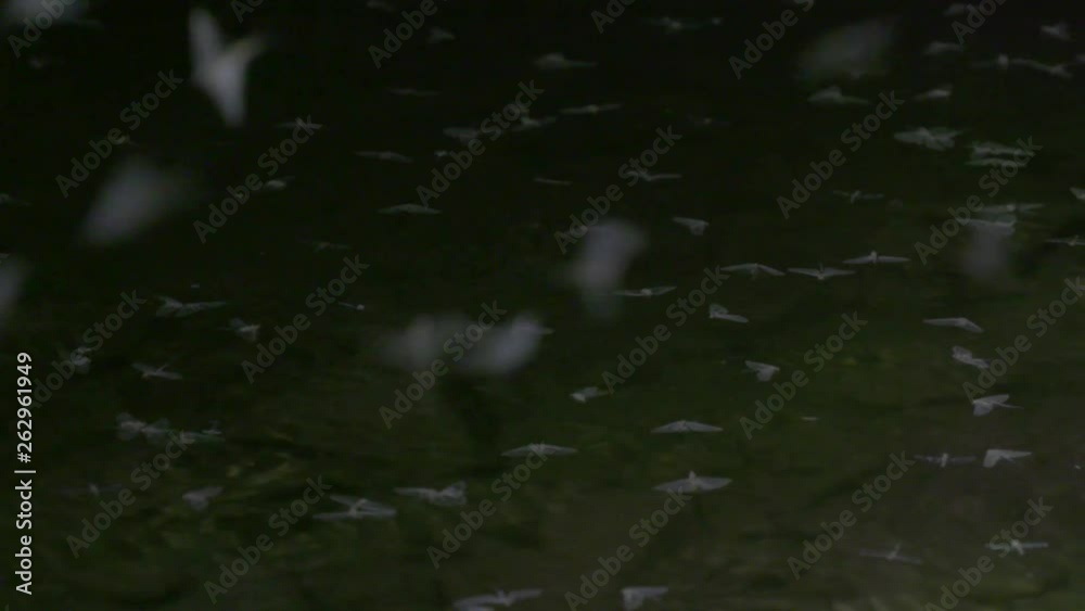 Mayflies swarming and mating surface of the water, slowmotion Mayflies swarming and mating surface of the water, slowmotion