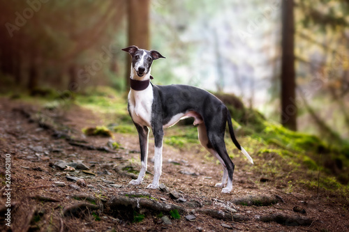 Old Whippet