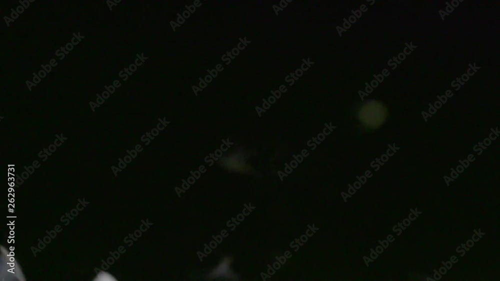 Mayflies swarming close-up, slowmotion Mayflies swarming close-up, slowmotion