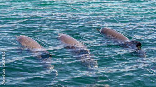 Three bottlenose dolphins swimming and one spouting through its blowhole in the Rockingham Sea, Western Australia