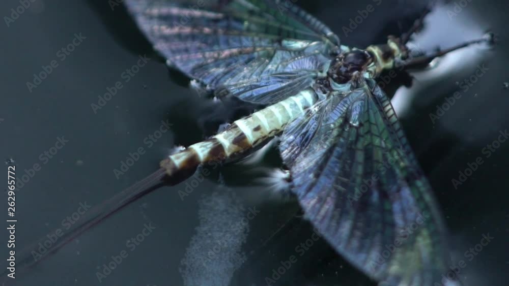 green drake lay eggs