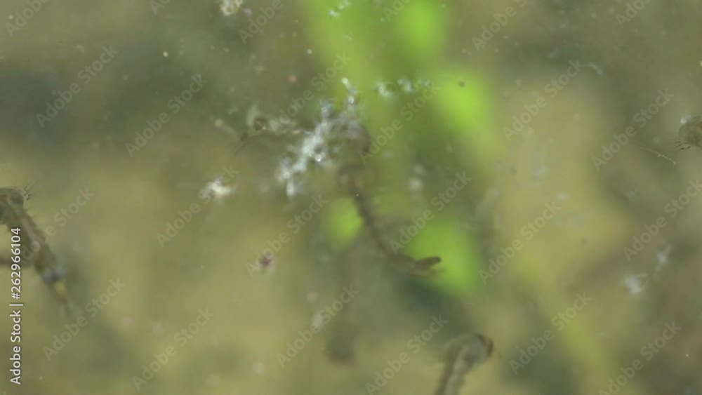 Mosquito Bug Larvae Mosquito Bug Larvae