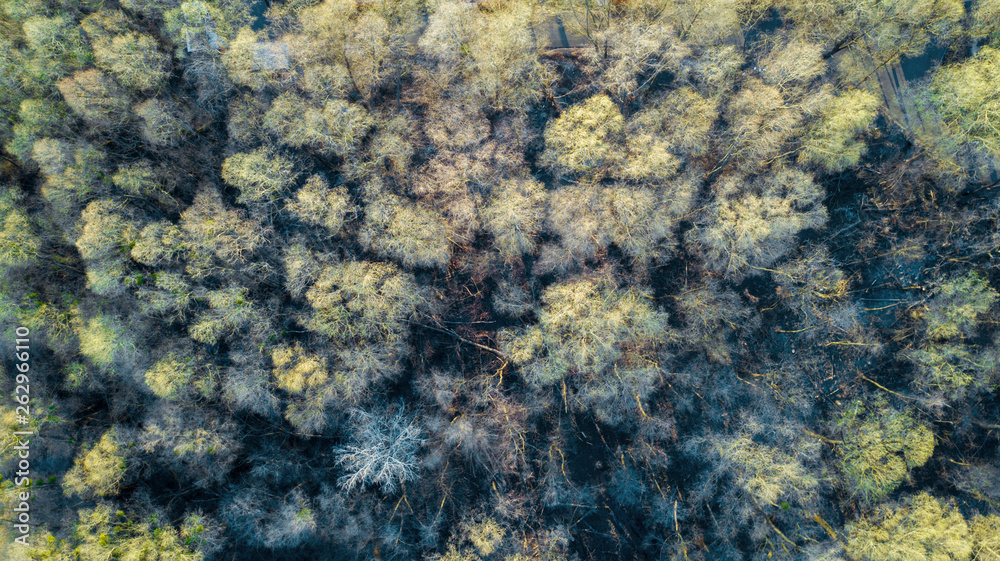 aerial veiw of green forest. drone shot . aerial veiw of green forest. drone shot .