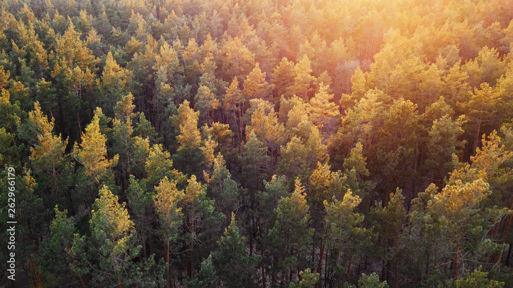 aerial veiw of green forest on sunset. drone shot .