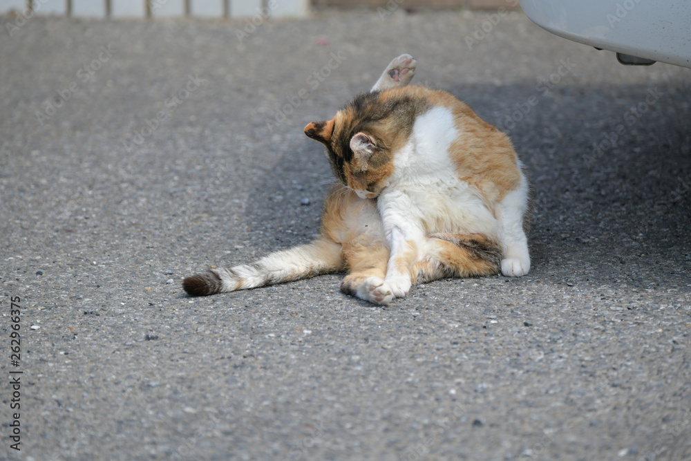 三毛猫 三毛猫