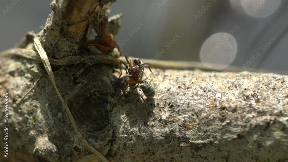 Ants are fleeing the flood Ants are fleeing the flood