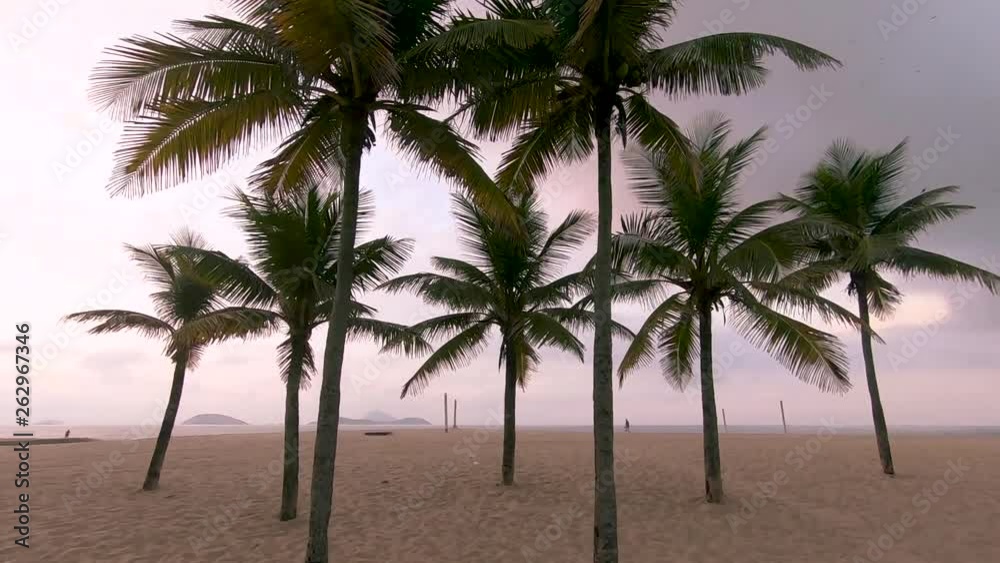 Slow motion handheld walking through a group of trunks and leafs of palm trees on an empty Rio de Janeiro beach at golden hour sunrise Slow motion handheld walking through a group of trunks and leafs of palm trees on an empty Rio de Janeiro beach at golden hour sunrise