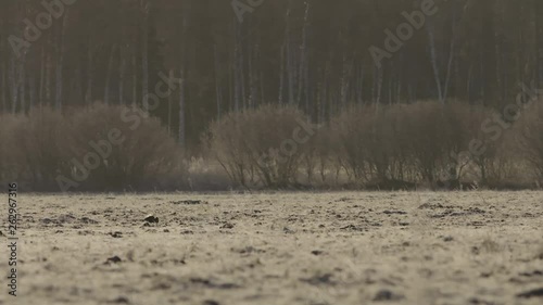 Wallpaper Mural Black grouse lek in early morning Torontodigital.ca